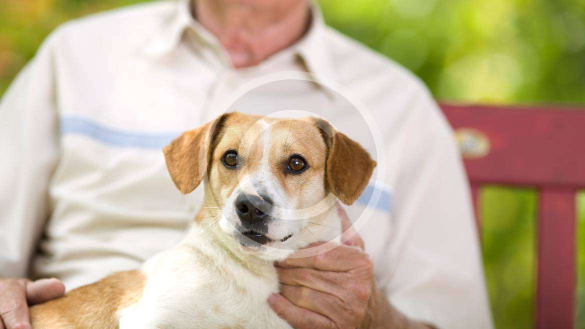 Seniors and pets – a great relationship